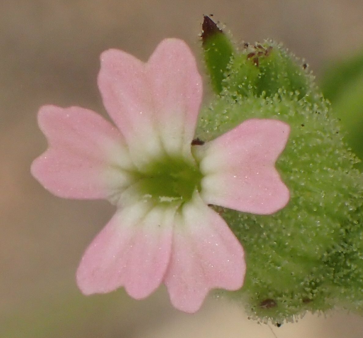 High Resolution Silene coniflora Flower